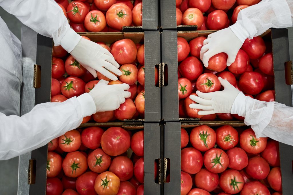 Top view of people arranging tomatoes in boxes